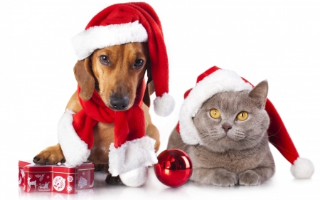 Waiting for Santa - red, animal, cute, puppy, cat, craciun, christmas, white, hat, santa, couple, dog