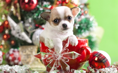 Christmas puppy - red, animal, cute, sweet, puppy, craciun, christmas, chihuahua, dog, green