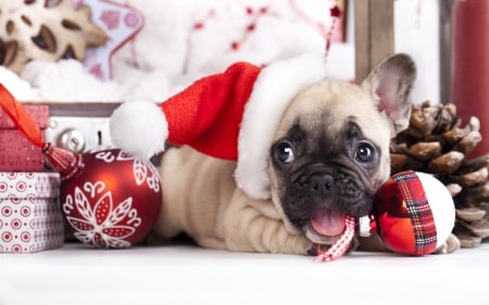 Christmas puppy - craciun, hat, puppy, french bulldog, christmas, white, santa, red, animal, cute