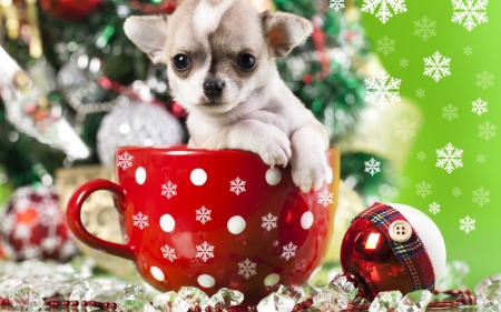 Christmas puppy - dog, Chihuahua, christmas, white, animal, craciun, red, green, cute, puppy, dot, cup