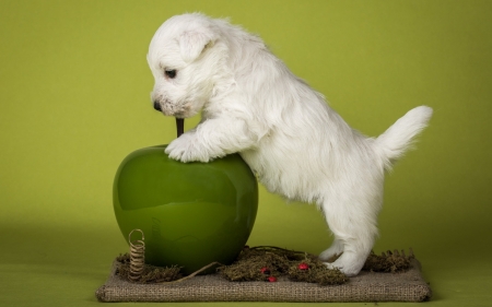 Puppy - white, puppy, dog, green, animal, sweet, cute