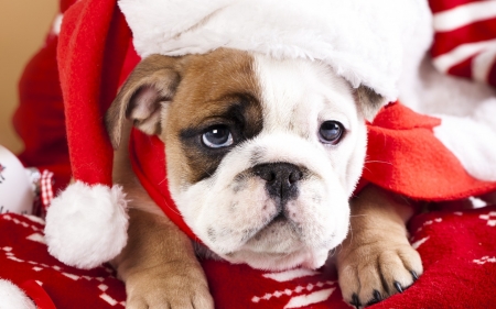 Christmas puppy - craciun, hat, puppy, french bulldog, christmas, white, santa, red, dog, animal, cute