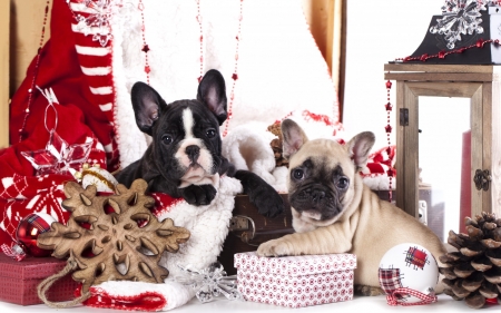 Christmas puppies - craciun, puppy, couple, french bulldog, christmas, white, dog, red, animal