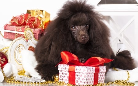 Christmas puppy - white, craciun, dog, red, poodle, animal, black, christmas