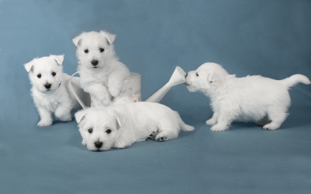 Puppies - white, animal, cute, puppies, blue, dog