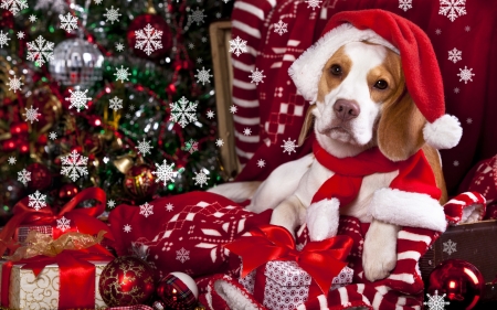 Christmas puppy - red, animal, puppy, craciun, christmas, white, hat, santa, dog