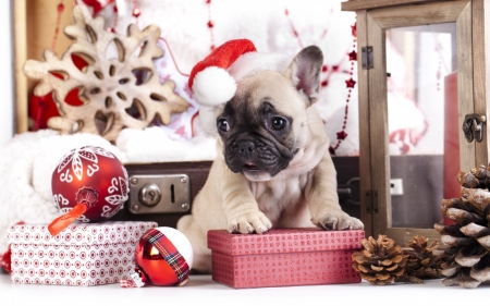 Christmas puppy - santa hat, french bulldog, dog, christmas, white, animal, craciun, red, cute, puppy