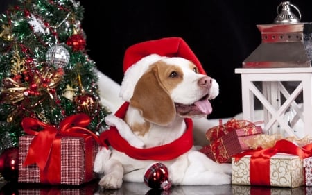 Christmas puppy - red, animal, black, puppy, craciun, christmas, white, hat, santa, dog