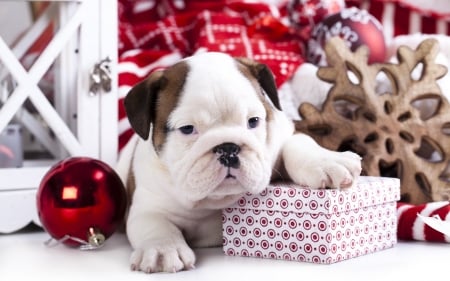 Christmas puppy - french bulldog, dog, christmas, white, animal, craciun, red, cute, puppy