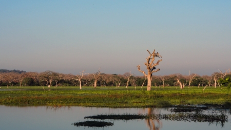 yala national park in sri lanka - wetlands, trees, park, grass, birds