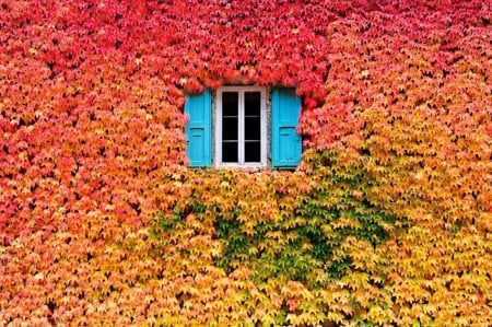 Autumn Window - covered, nature, window, autumn