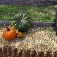 Hay and Pumpkin