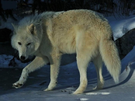 'Snow wolf'...... - animals, wolf, wolves, wild