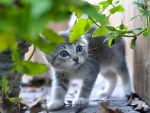 Cute Gray Kitten