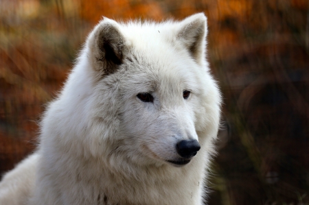 Polar Wolf - face, portrait, wild, sitting, eyes