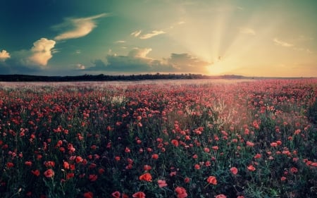 Flower Field - field, flower, sunset, nature