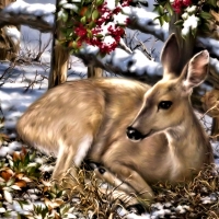 Lovely Deer