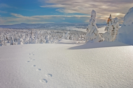 winter - sky, winter, nature, snow