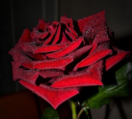 ღ❤ღ - macro, rose, flower, red