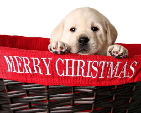 Merry Christmas! - red, cute, puppy, craciun, christmas, white, card, basket, dog