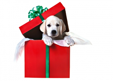 Merry Christmas! - red, animal, puppy, craciun, christmas, white, box, gift, dog, green