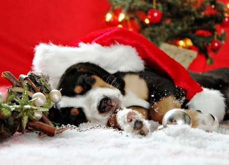 Waiting for Santa - red, animal, puppy, craciun, christmas, sleep, white, hat, santa, dog