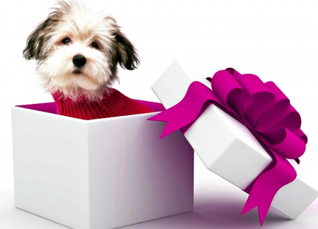 For you! - red, purple, animal, pink, cute, puppy, craciun, christmas, white, bow, valentine, gift, dog