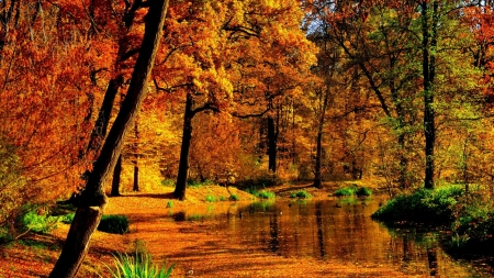 Autumn Pond - autumn, fall, trees, forest, water, leaves, pond