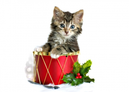 Christmas kitten - mistletoew, craciun, cat, kitten, christmas, white, drum, rachael hale, red, green, cute