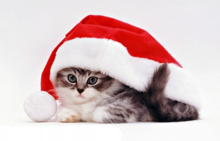 Christmas kitten - craciun, cat, hat, kitten, christmas, white, santa, red, sweet, cute, warren photographic