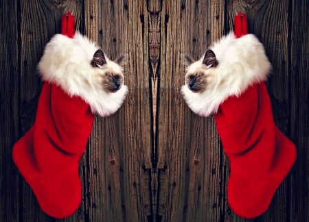 Christmas cats - craciun, collage, cat, christmas, wood, white, red, by cehenot, animal