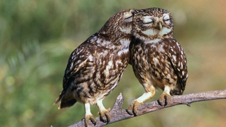 Lovable Owls - nature, birds, owls, beauty