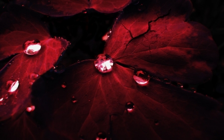 * - drop, leaf, red, waterdrops