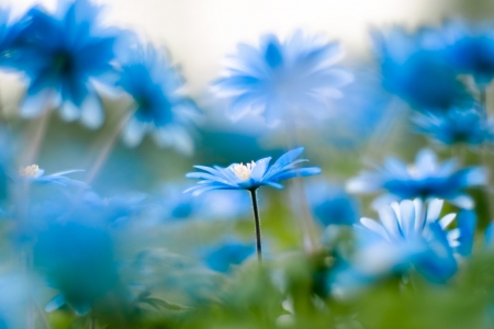 The One - flowers, flower, nature, blue