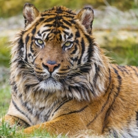 tiger on the grass