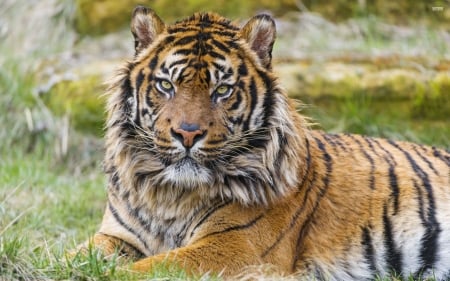 tiger on the grass - feline, tiger, grass, cat