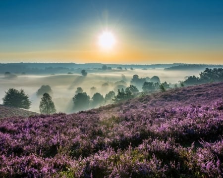 Beautiful Scenery - flowers, field, sky, nature