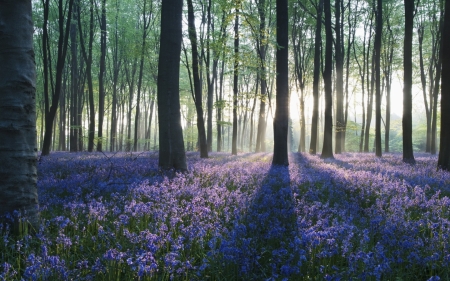 Forest - nature, flowers, forest, trees