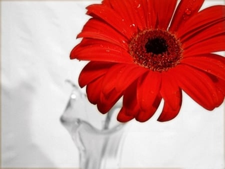 Vase With Red Gerbera - vase, nature, red, flower, closeup, gerbera