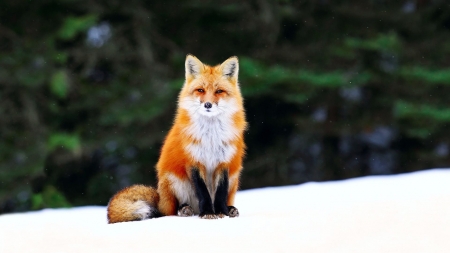 Nice fox - winter, fox, snow, red