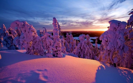 Winter sunrise - valley, sky, trees, winter, sunset, view, amazing, forest, cold, frost, snow, beautiful, sunrise