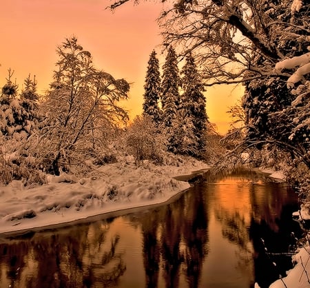 Winter Evening - winter, nature, trees, snow