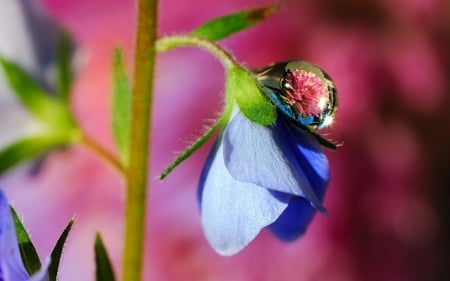 waterdrop - drop, dew, blue, flower