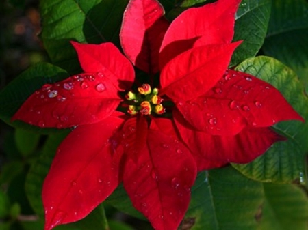 Christmas Star - poinsettia, flowers, Christmas, red