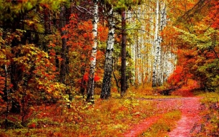 Forest in a Fall Season - foresr, fall season, nature, autumn