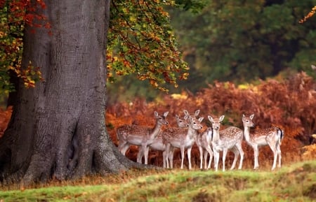 Does in a fall forest - deers, fall, does, forest, animals