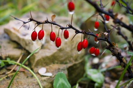 Red - beautiful, red, tree, nature