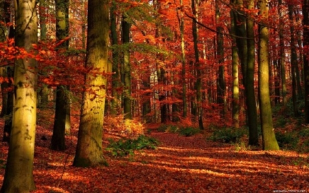 Beautiful red fall leaves - nature, forest, beautiful, fall leaves