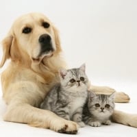 kittens and dog