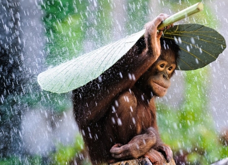 It's Raining - monkey, nature, amazing, rain